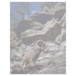 California bighorn sheep (Ram alert on mountain cl Letterhead