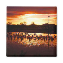 California birds with sunset magnets by joacreations California birds with sunset magnets