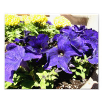 California Bluebell