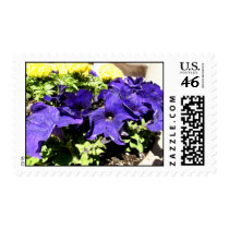 California Bluebell