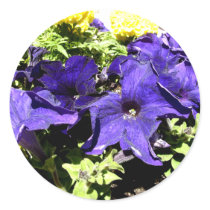 California Bluebell