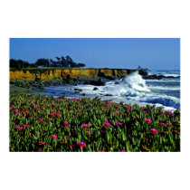 California Coast Flowers Poster posters