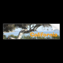 California coastal tree bumper sticker bumper stickers