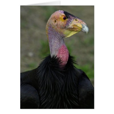 california condor. California condor card by animalpark