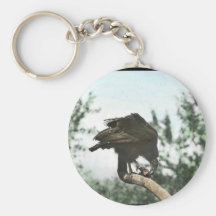 California condor eating key chains