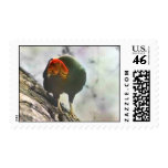 California condor postage
