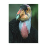 California Condor Postcard