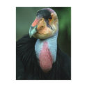 California Condor Postcard