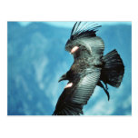 California condor postcards