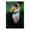 California Condor Poster posters