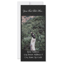 California Condor Custom Rack Card