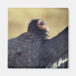 California condor refrigerator magnet