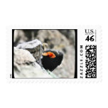 California condor with young stamps