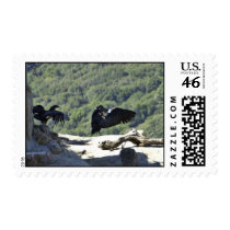 California condors postage stamp