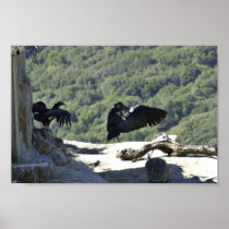 California condors posters
