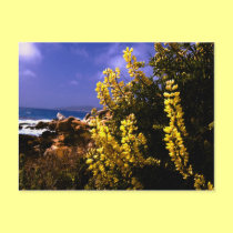 California Floral Coast Postcard