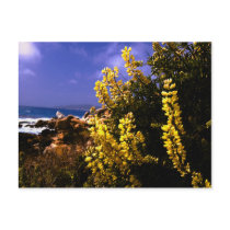 California Floral Coast Postcard