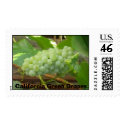 California Green Grapes - Napa Valley postage