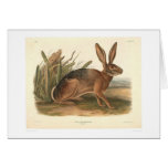 California Hare by Audubon (0177A) Cards
