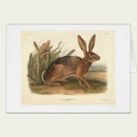 California Hare by Audubon (0177A) cards