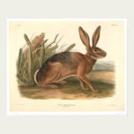 California Hare by Audubon (0177A) posters