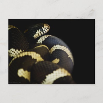 Black Snake Background