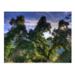 California Live Oak Postcards