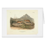 California Marmots by Audubon (0184A) Greeting Cards
