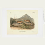 California Marmots by Audubon (0184A) cards