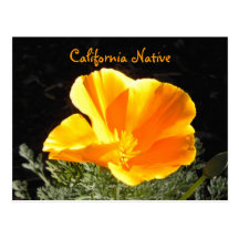 California Native Post Card