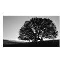 California Oak Tree Sunrise posters