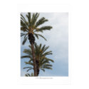 California Palm Trees posters