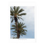 California Palm Trees Print