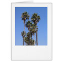 California Palms cards