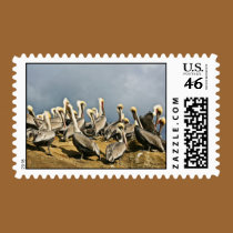 California Pelicans stamps