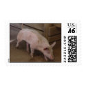 California Pig postage