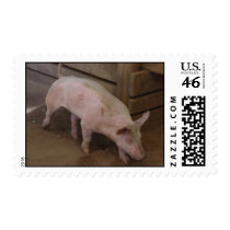 California Pig postage by sumiko California Pig postage