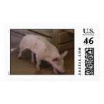 California Pig postage