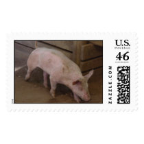 California Pig Stamp