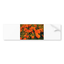 California Poppies bumper stickers