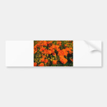 California Poppies Bumper Stickers