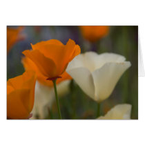 California Poppies Card