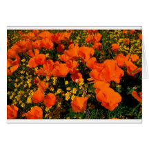 California Poppies Card