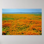 California poppies in full bloom flowers print