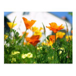 California Poppies Post Cards