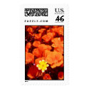 California Poppies postage