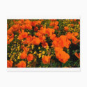 California Poppies postcards