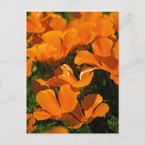 California Poppies Postcard