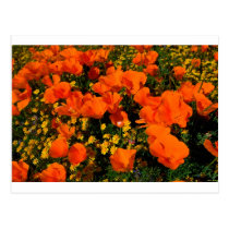 California Poppies postcards