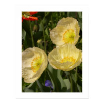 California Poppies posters by mlane53 California Poppies posters
